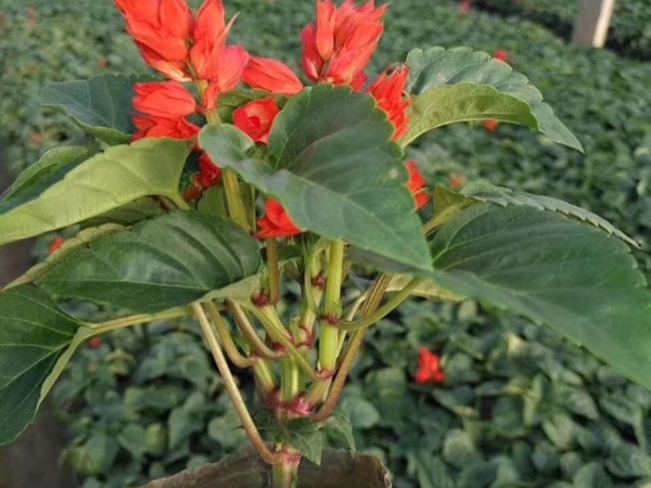 一串紅 